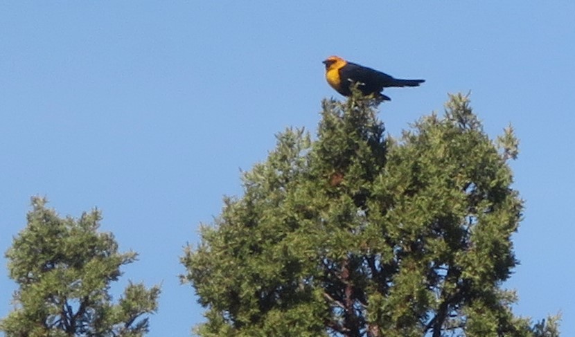 Yellow-headed Blackbird - ML618389806