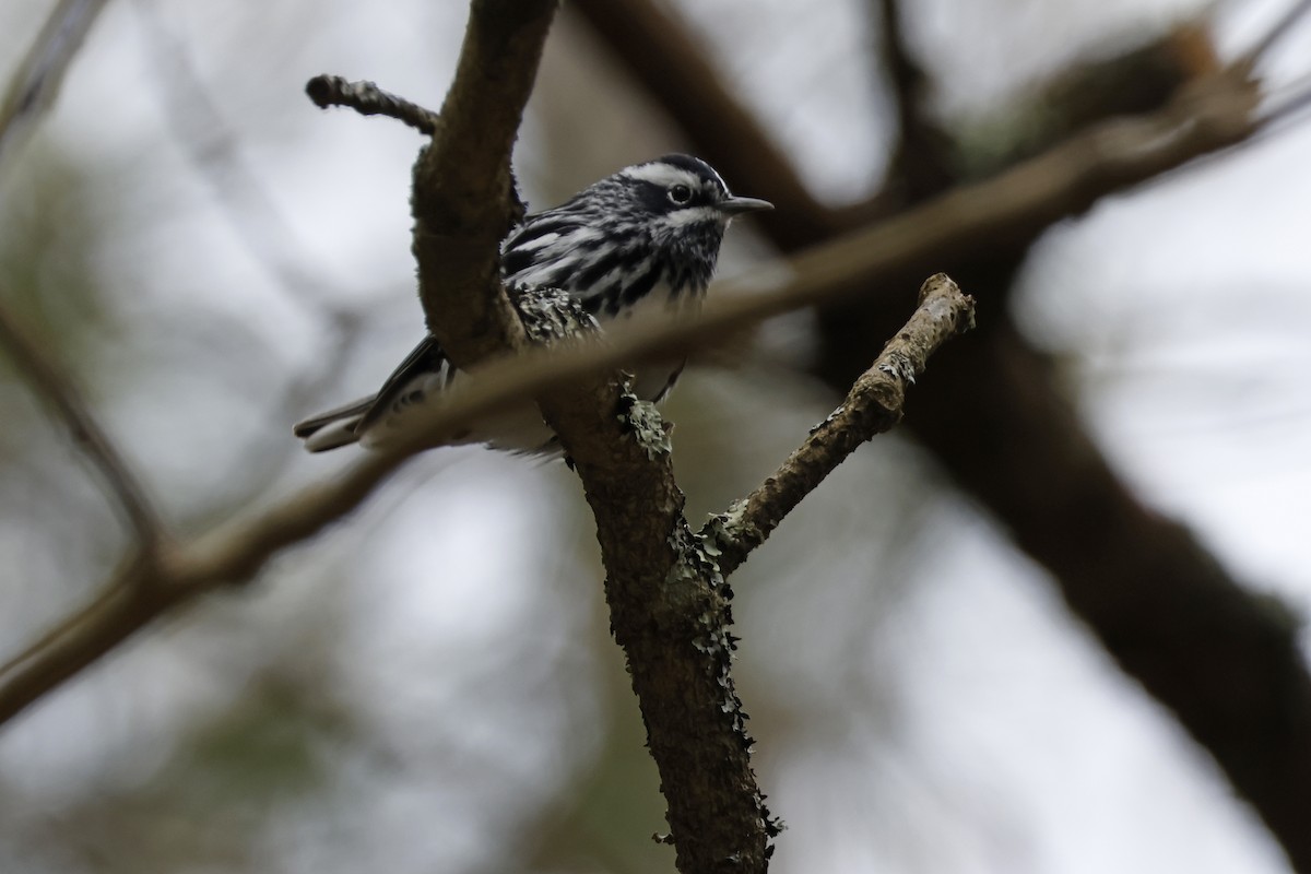Black-and-white Warbler - ML618389813