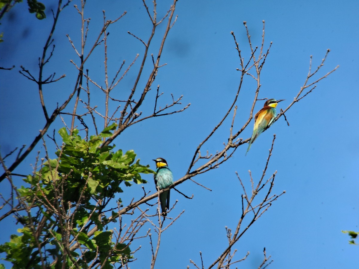 European Bee-eater - ML618389815