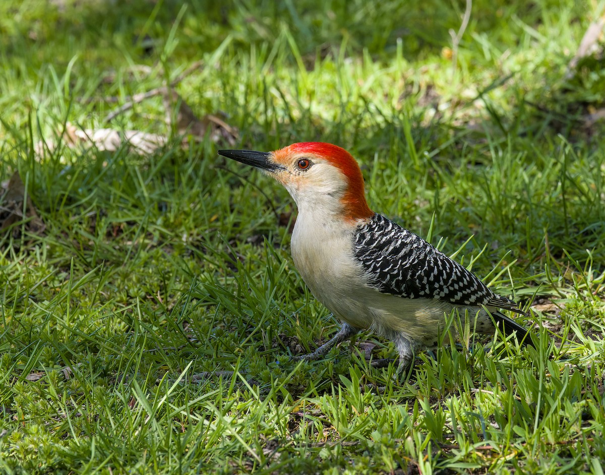 Red-bellied Woodpecker - ML618389816