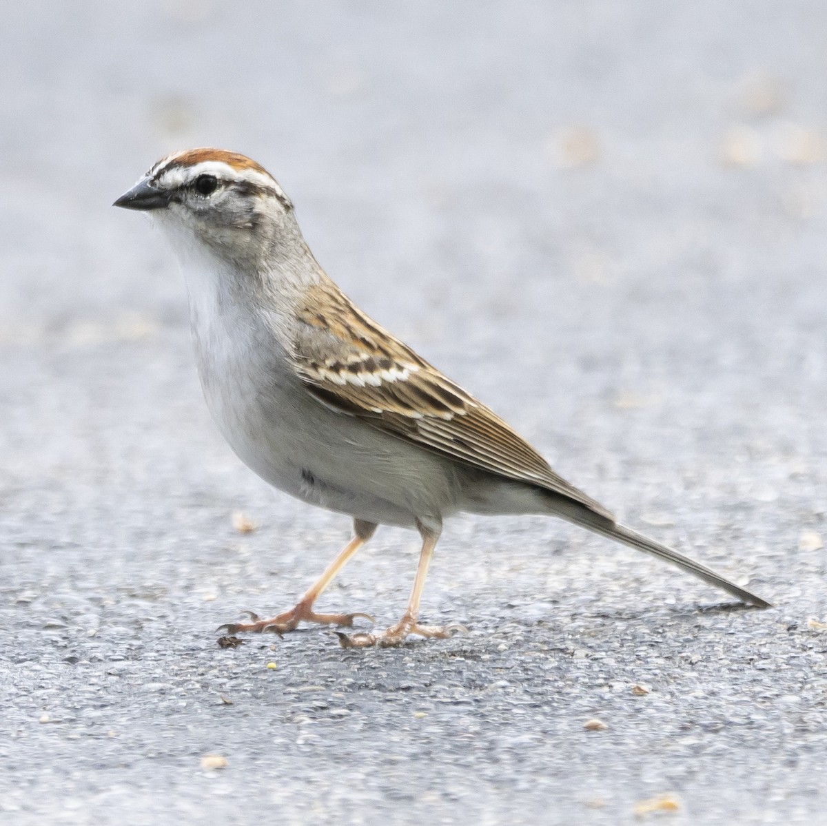 Chipping Sparrow - Jim Tolbert