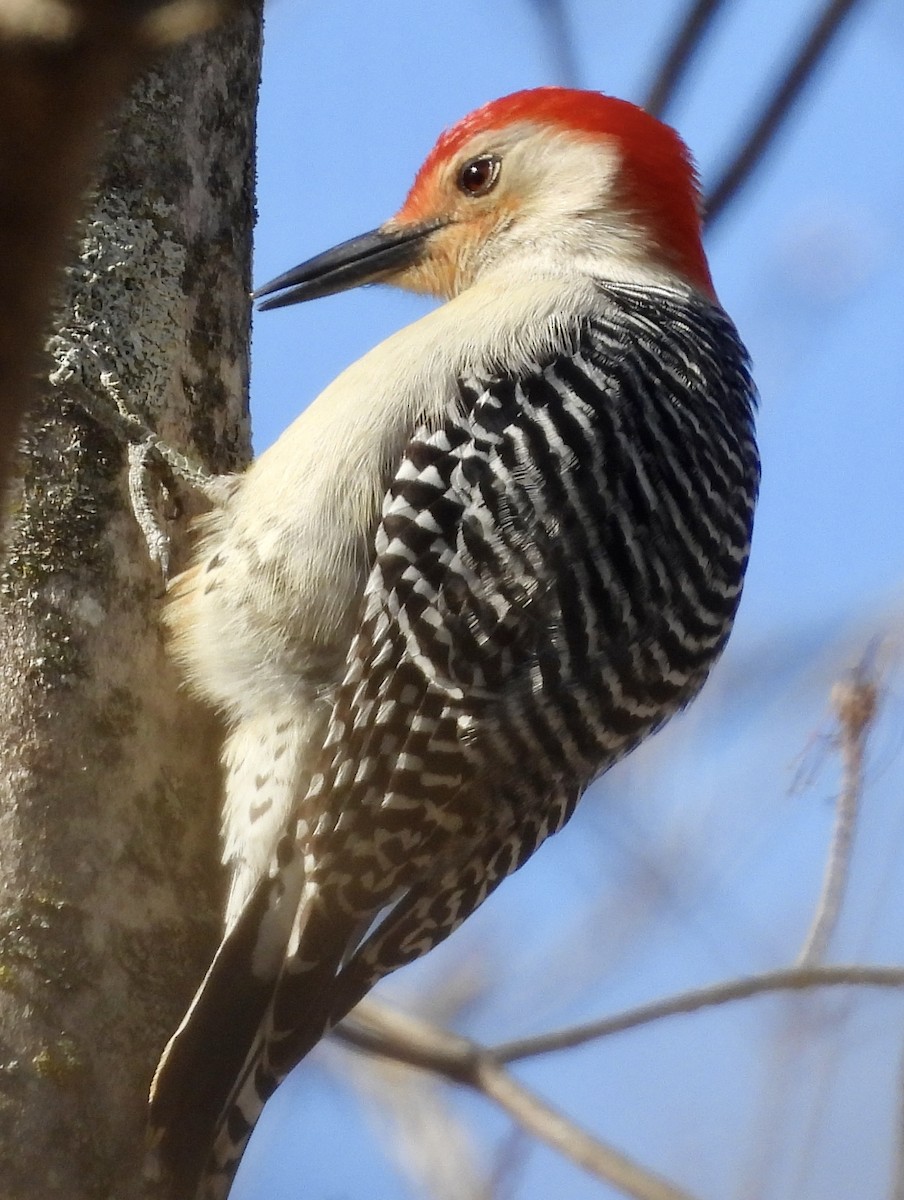 Red-bellied Woodpecker - ML618389847
