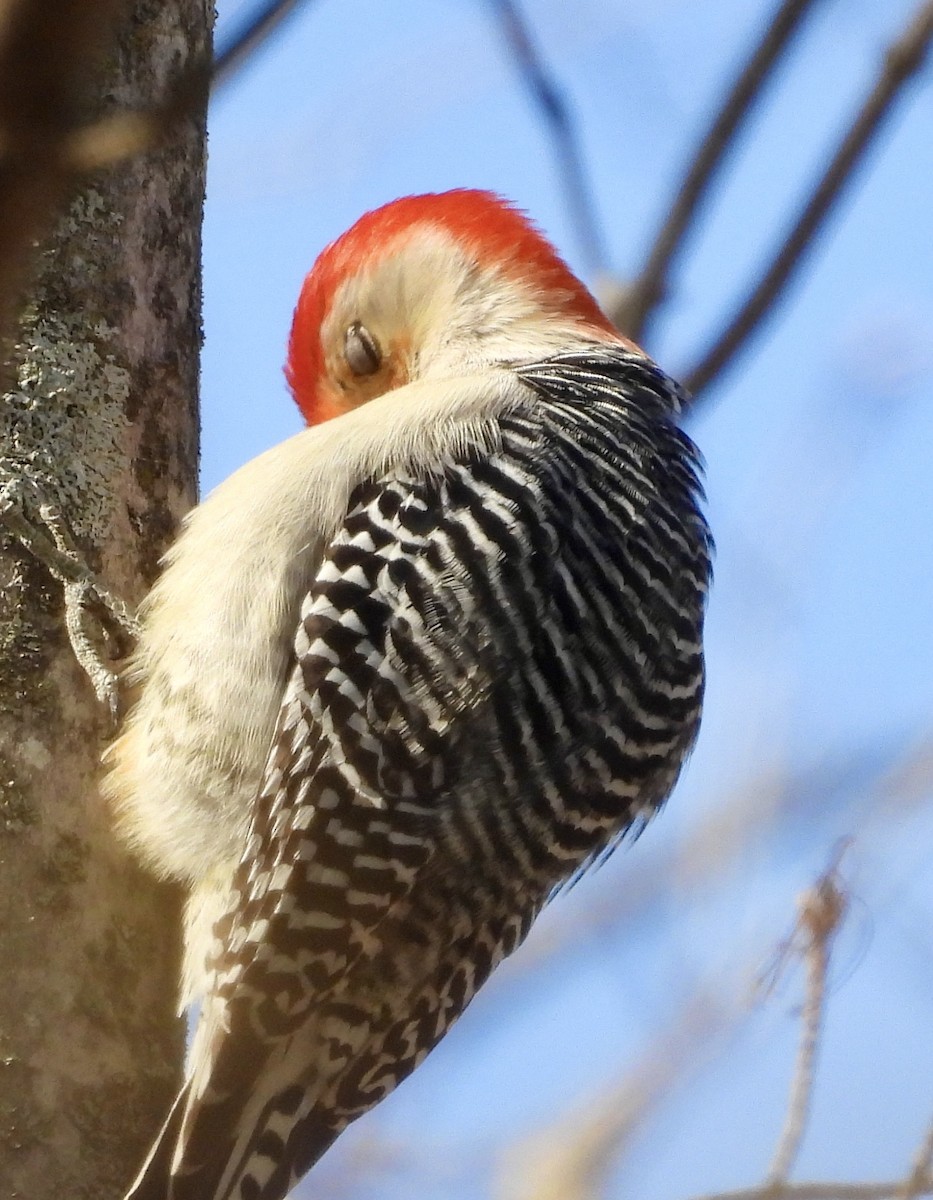 Red-bellied Woodpecker - ML618389848
