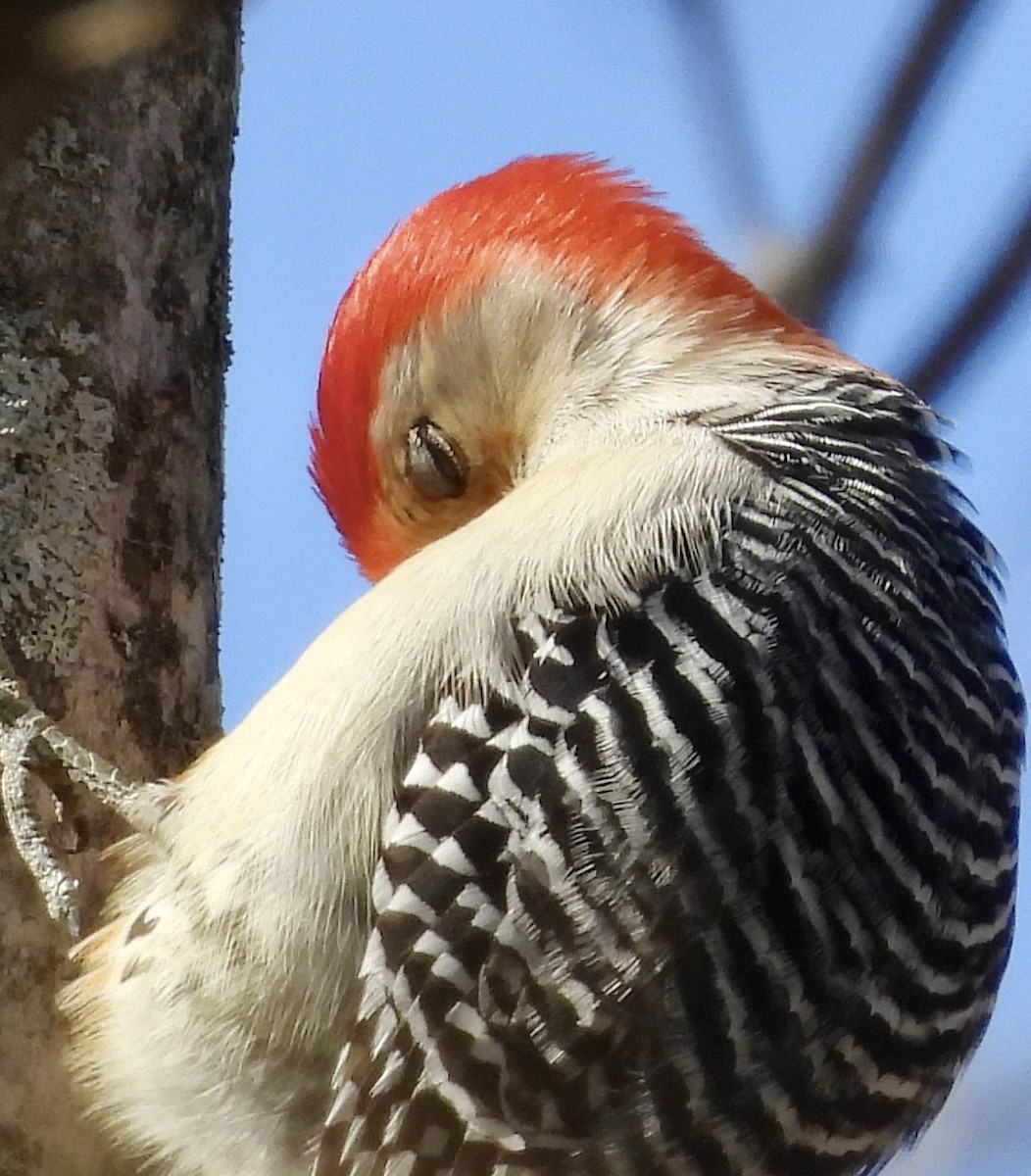 Red-bellied Woodpecker - ML618389849