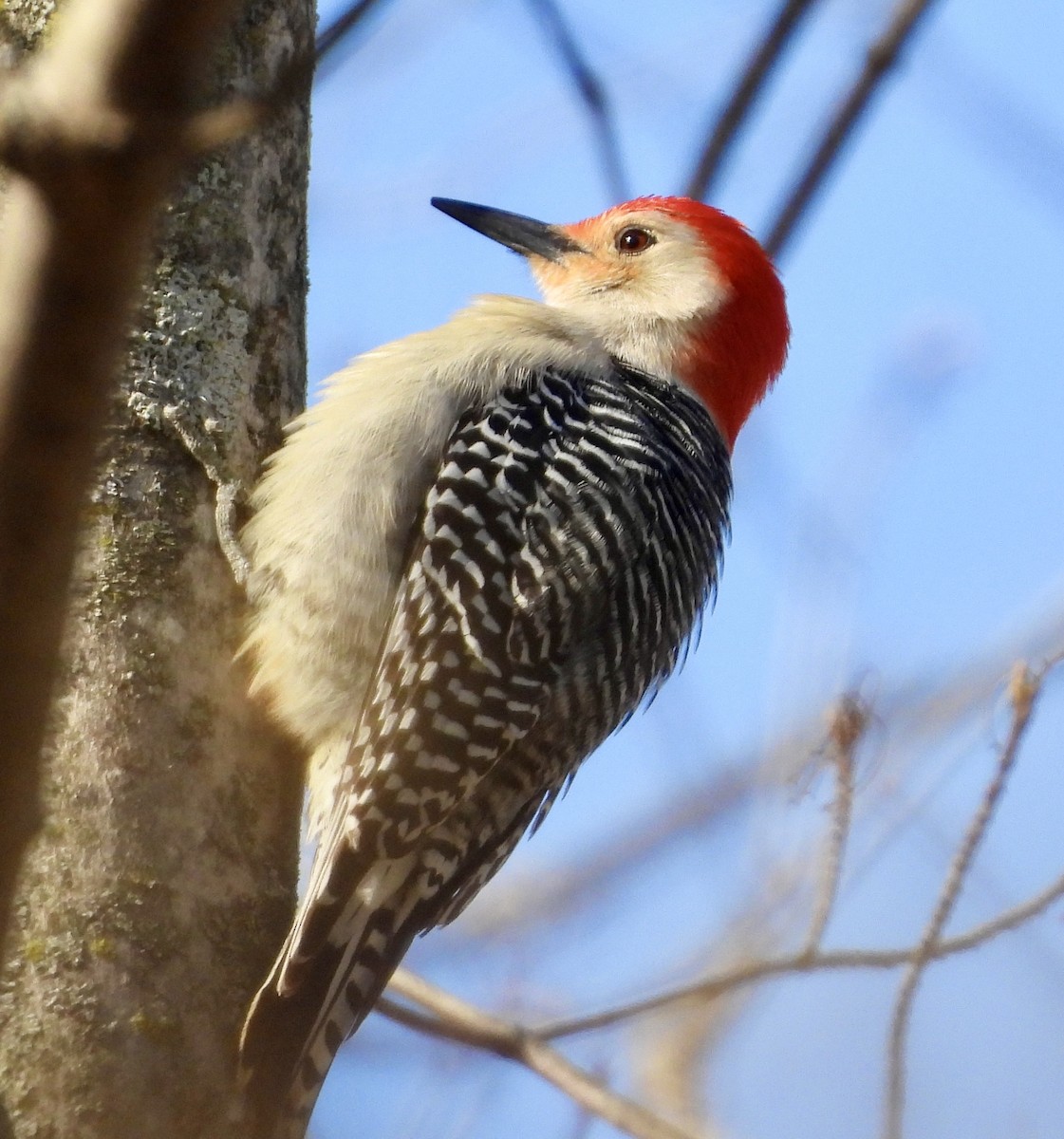 Red-bellied Woodpecker - ML618389850