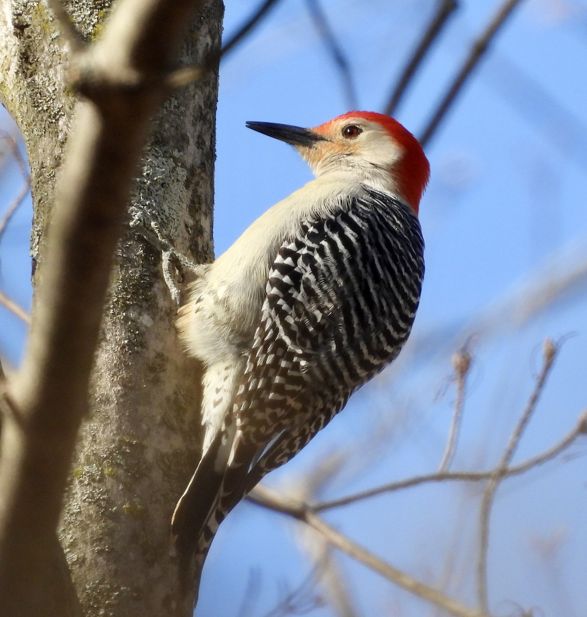 Red-bellied Woodpecker - ML618389851