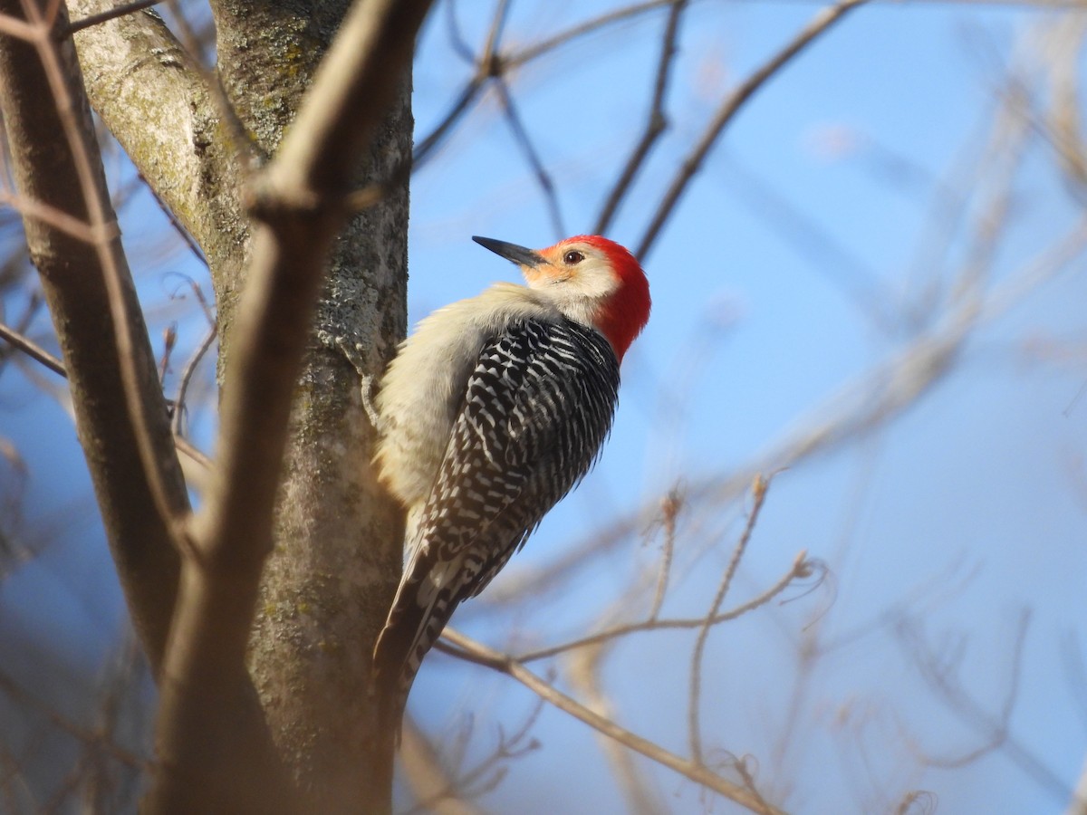 Red-bellied Woodpecker - ML618389852