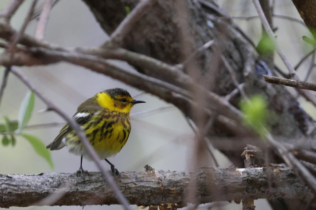 Cape May Warbler - ML618389895