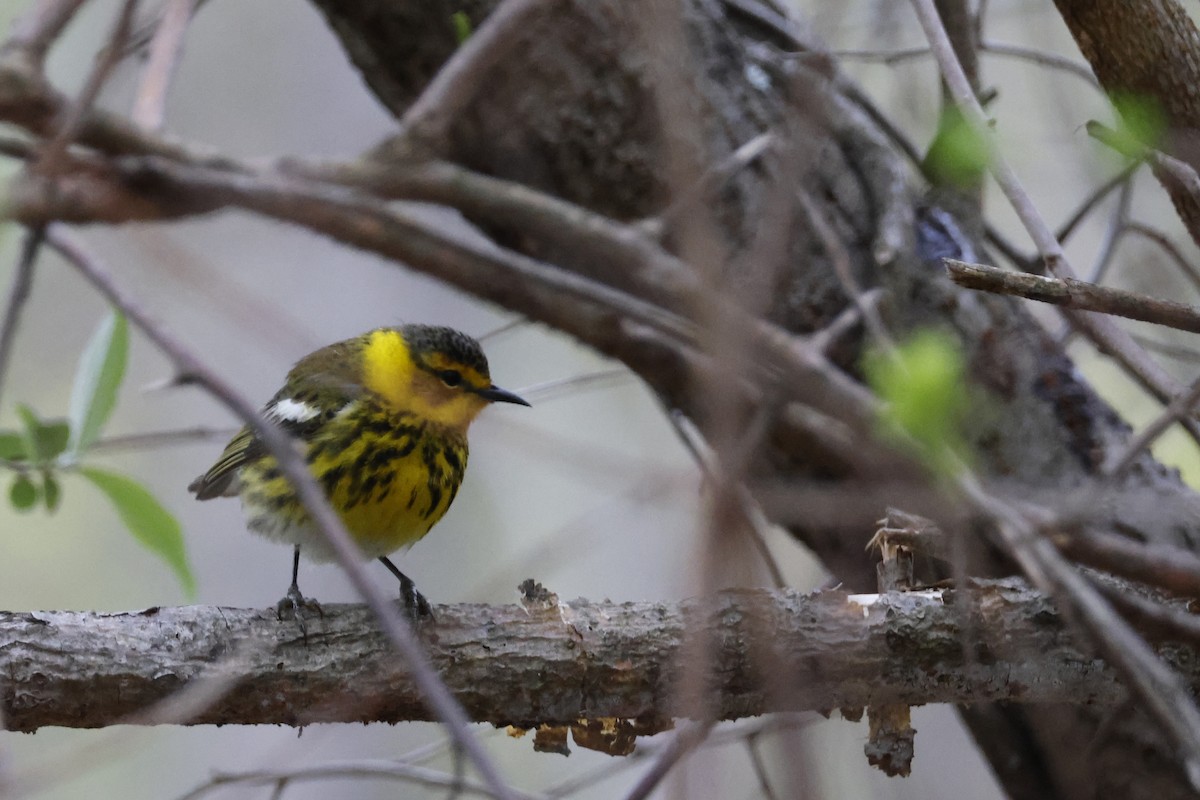 Cape May Warbler - ML618389897