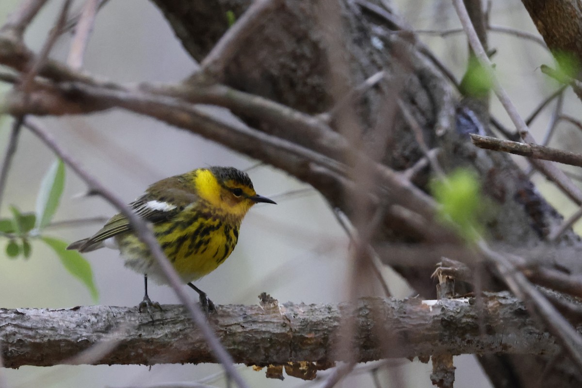Cape May Warbler - ML618389898
