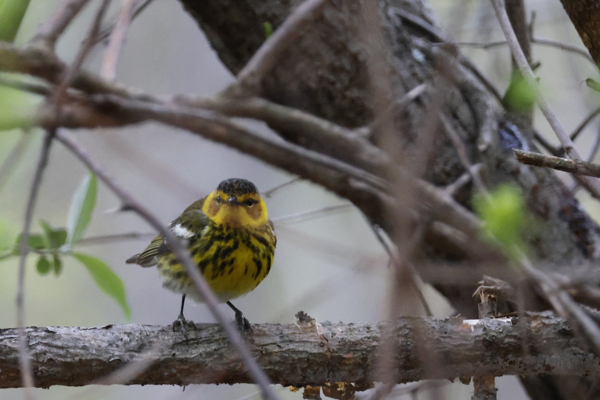 Cape May Warbler - ML618389899