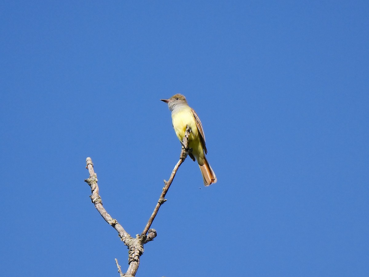 Great Crested Flycatcher - ML618389906