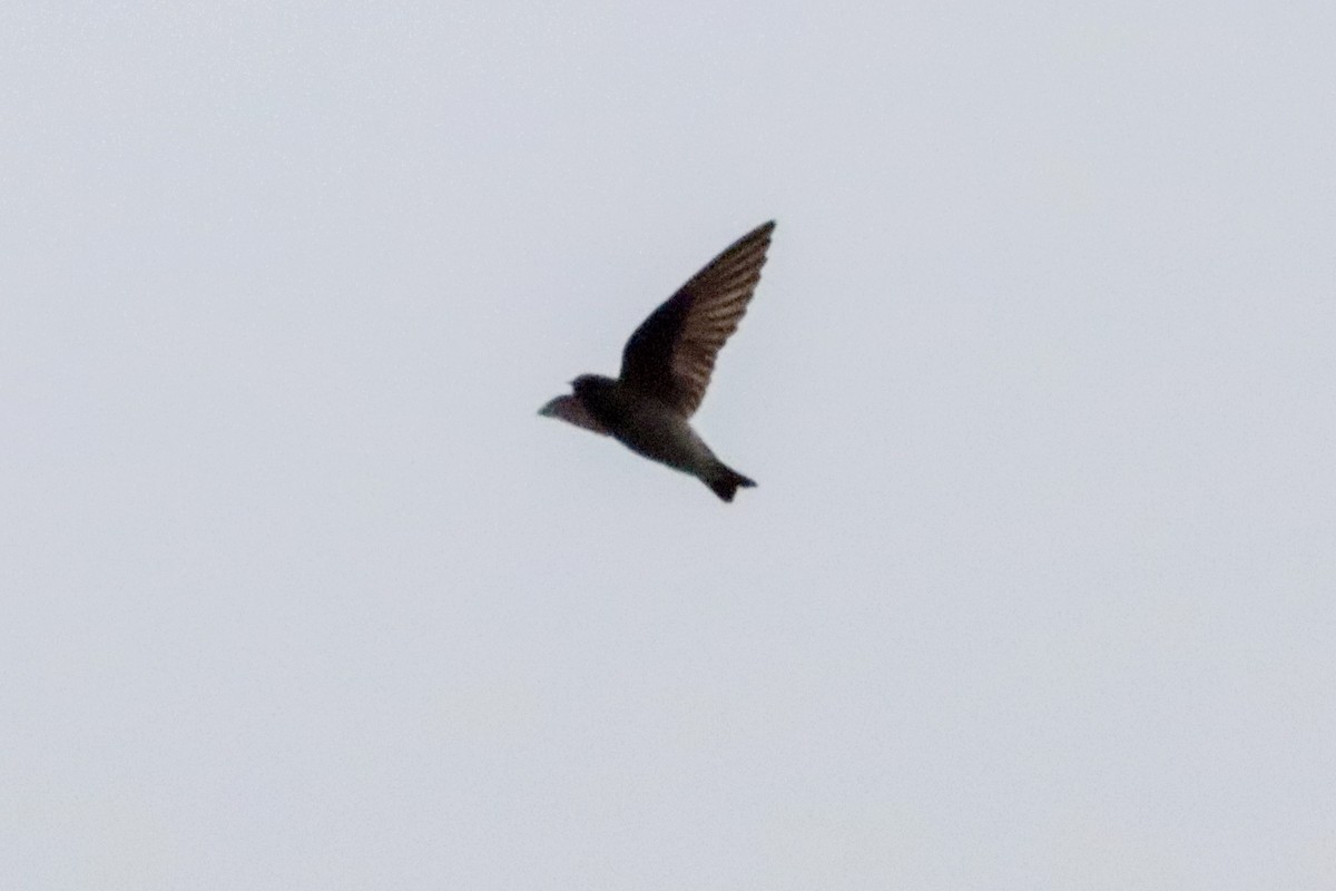 Northern Rough-winged Swallow - ML618389933