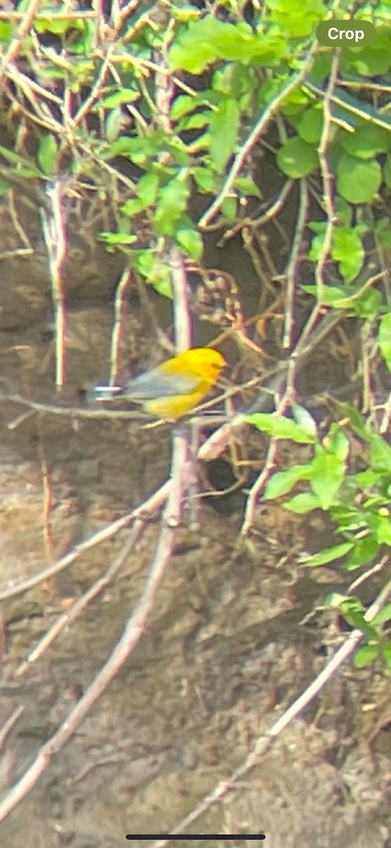 Prothonotary Warbler - kenneth drier