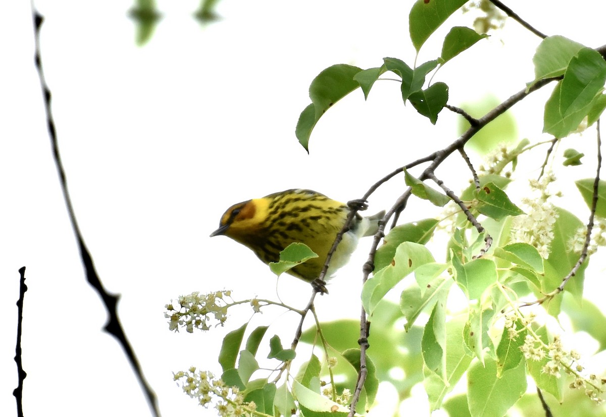Cape May Warbler - ML618389951