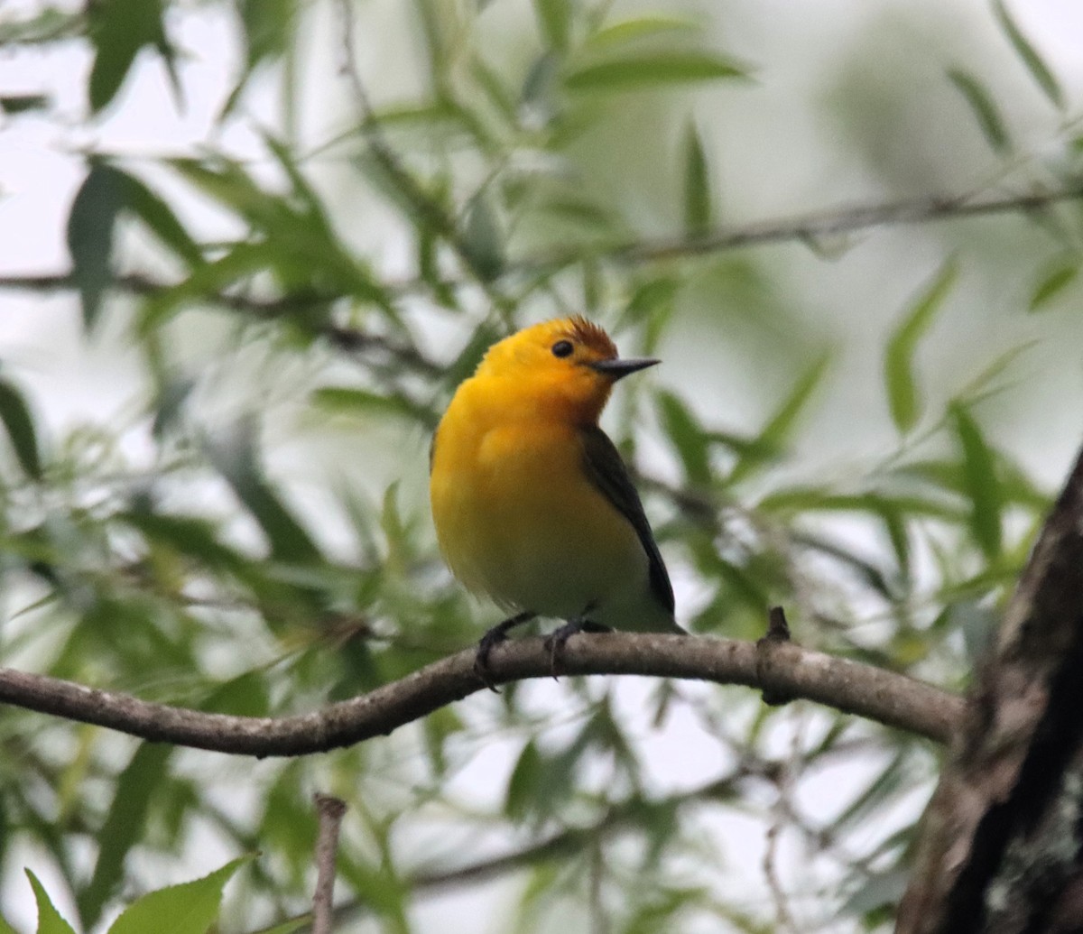 Prothonotary Warbler - ML618390009