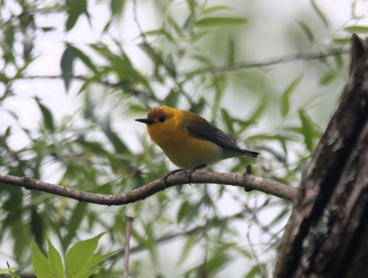 Prothonotary Warbler - ML618390028