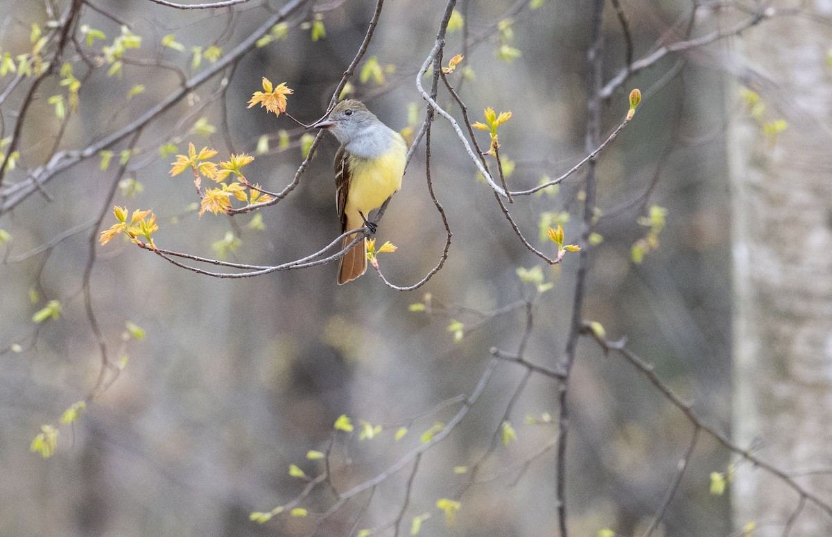 Great Crested Flycatcher - ML618390031
