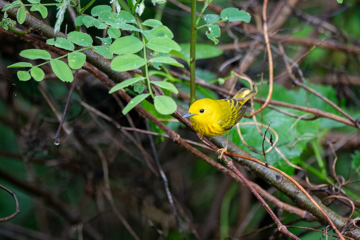 Yellow Warbler - ML618390036