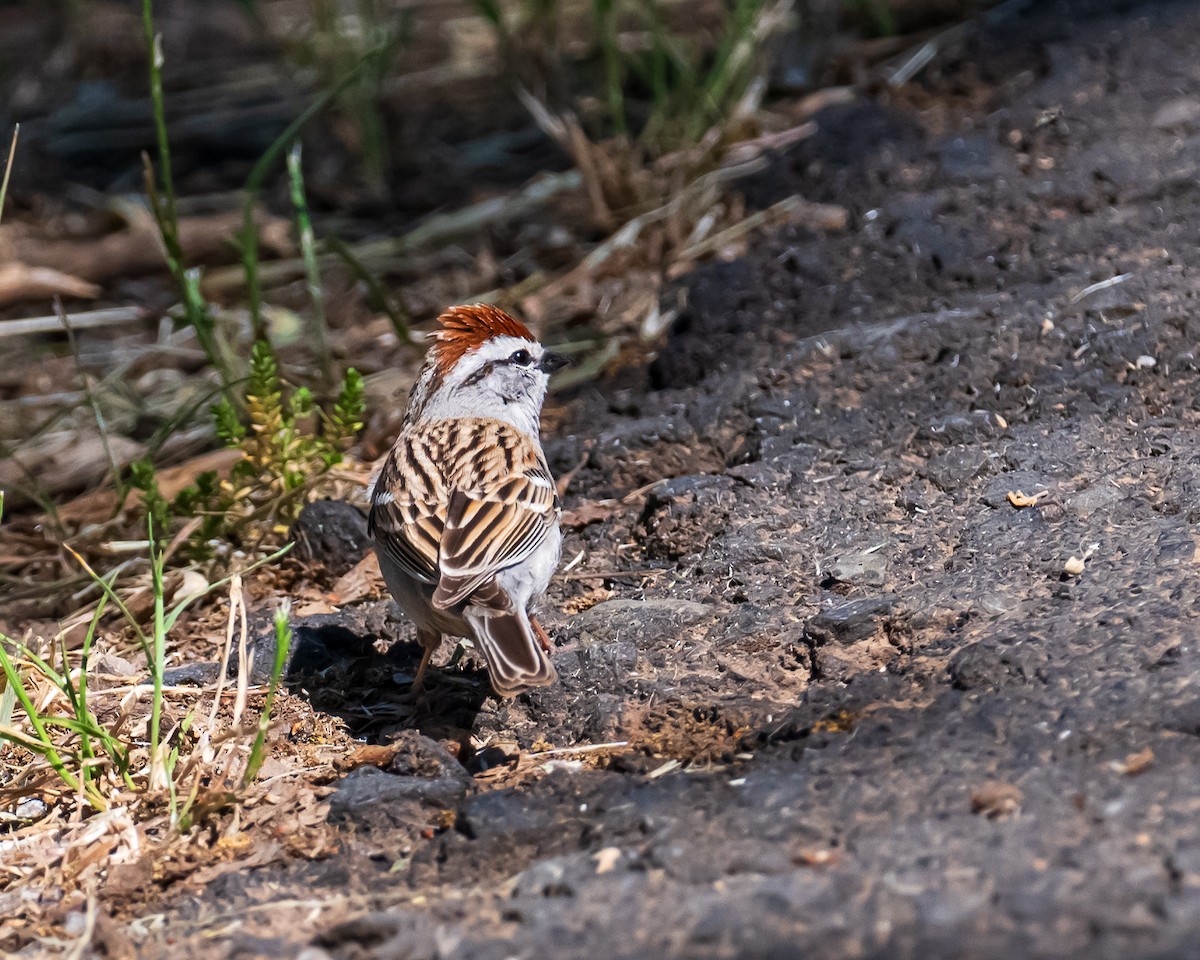 Chipping Sparrow - ML618390038