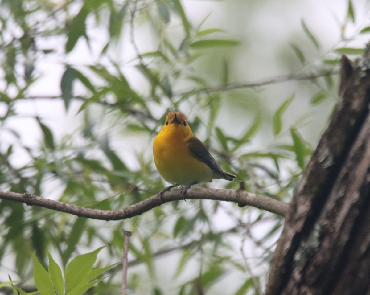 Prothonotary Warbler - Rick Sellers