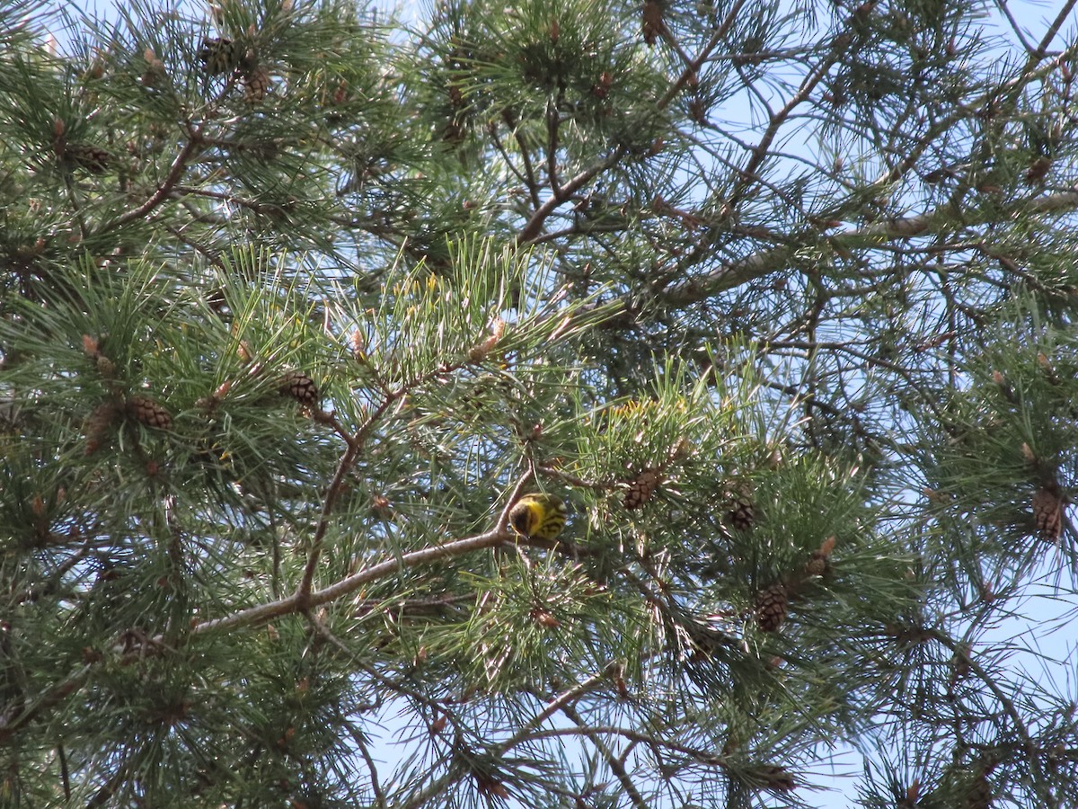 Cape May Warbler - ML618390042