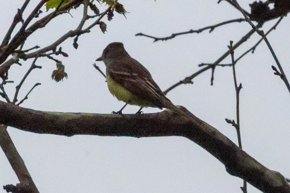 Great Crested Flycatcher - ML618390044