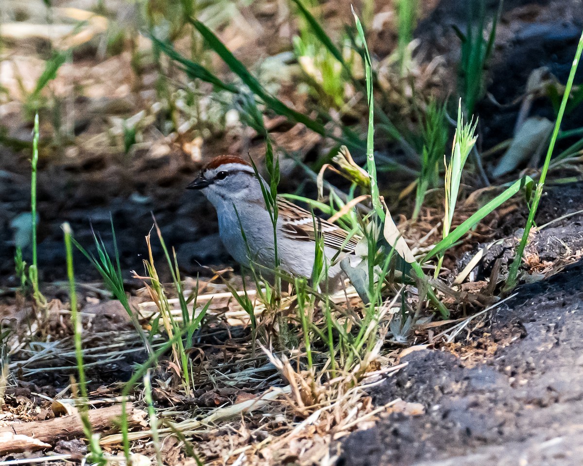 Chipping Sparrow - ML618390048