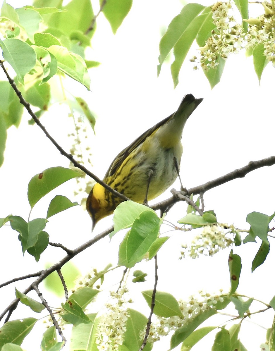 Cape May Warbler - ML618390050
