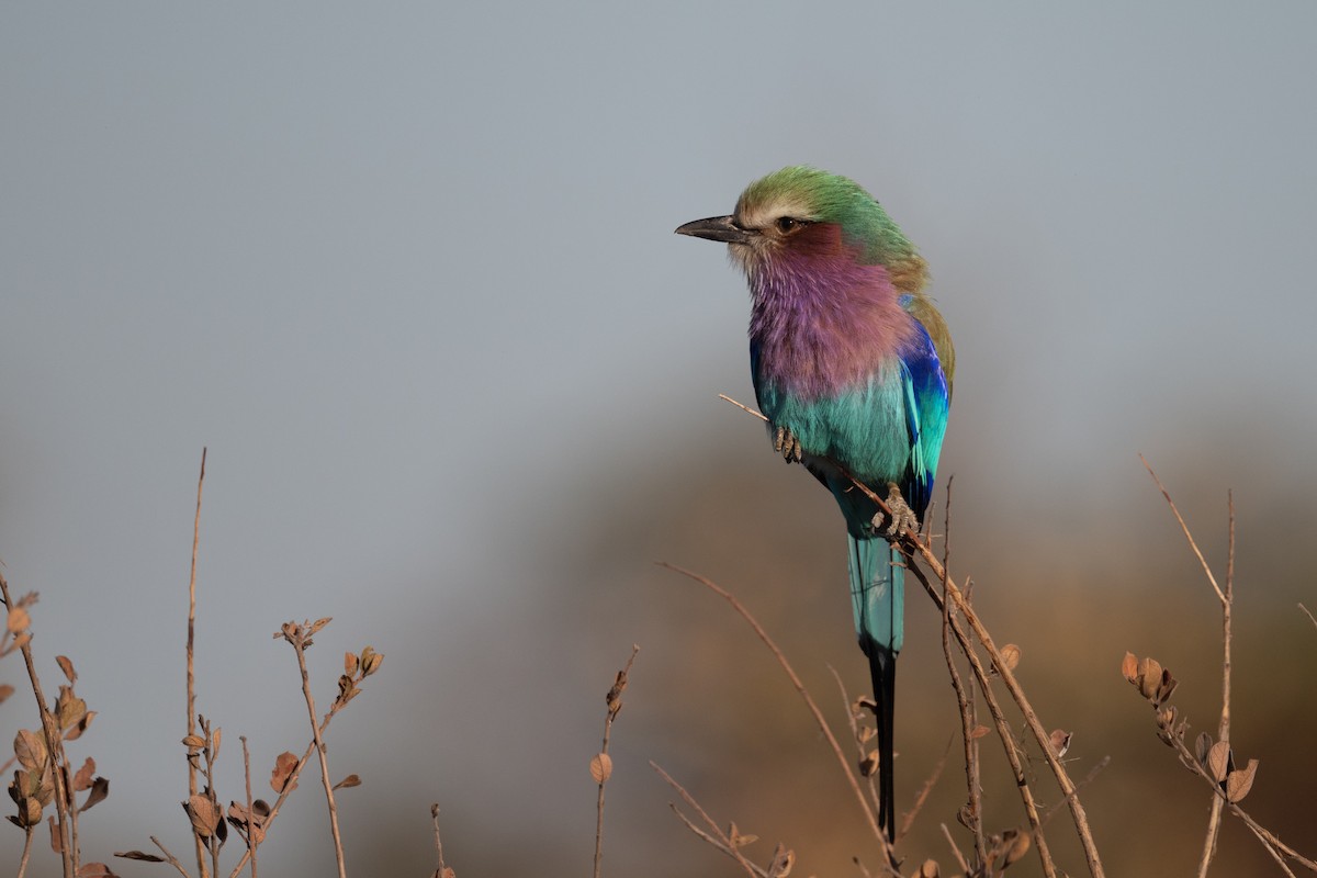 Lilac-breasted Roller - ML618390109