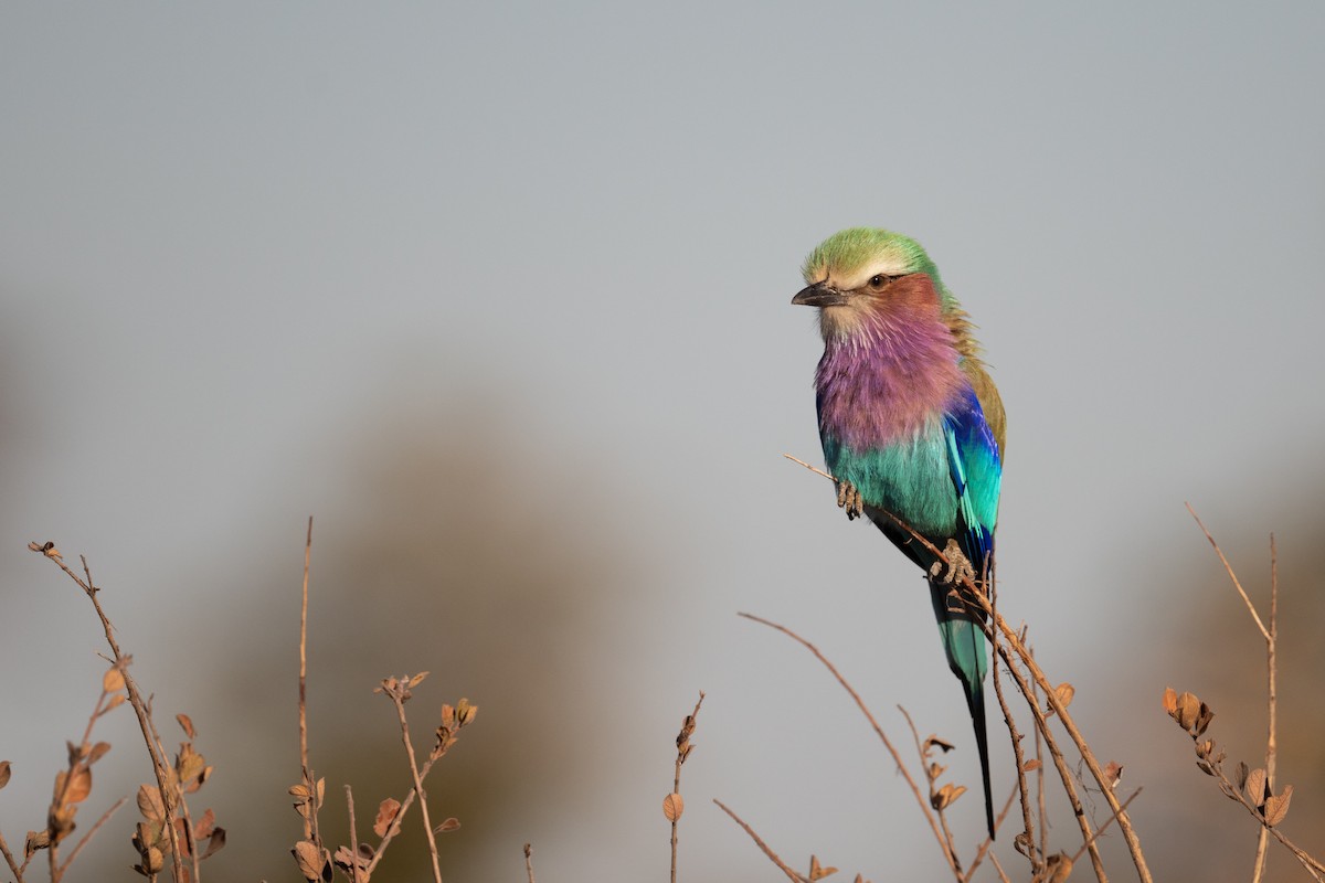 Lilac-breasted Roller - ML618390112