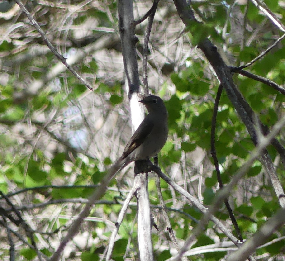 Townsend's Solitaire - ML618390179