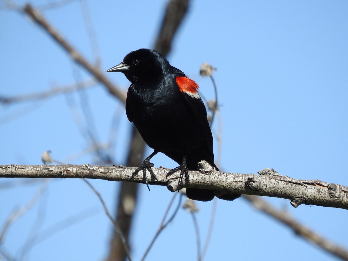 Tricolored Blackbird - ML618390188