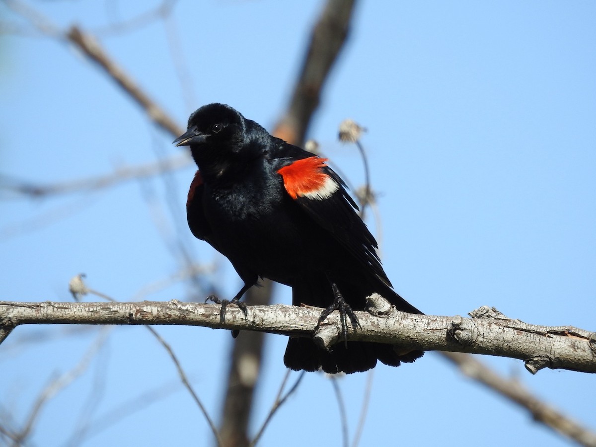 Tricolored Blackbird - ML618390189