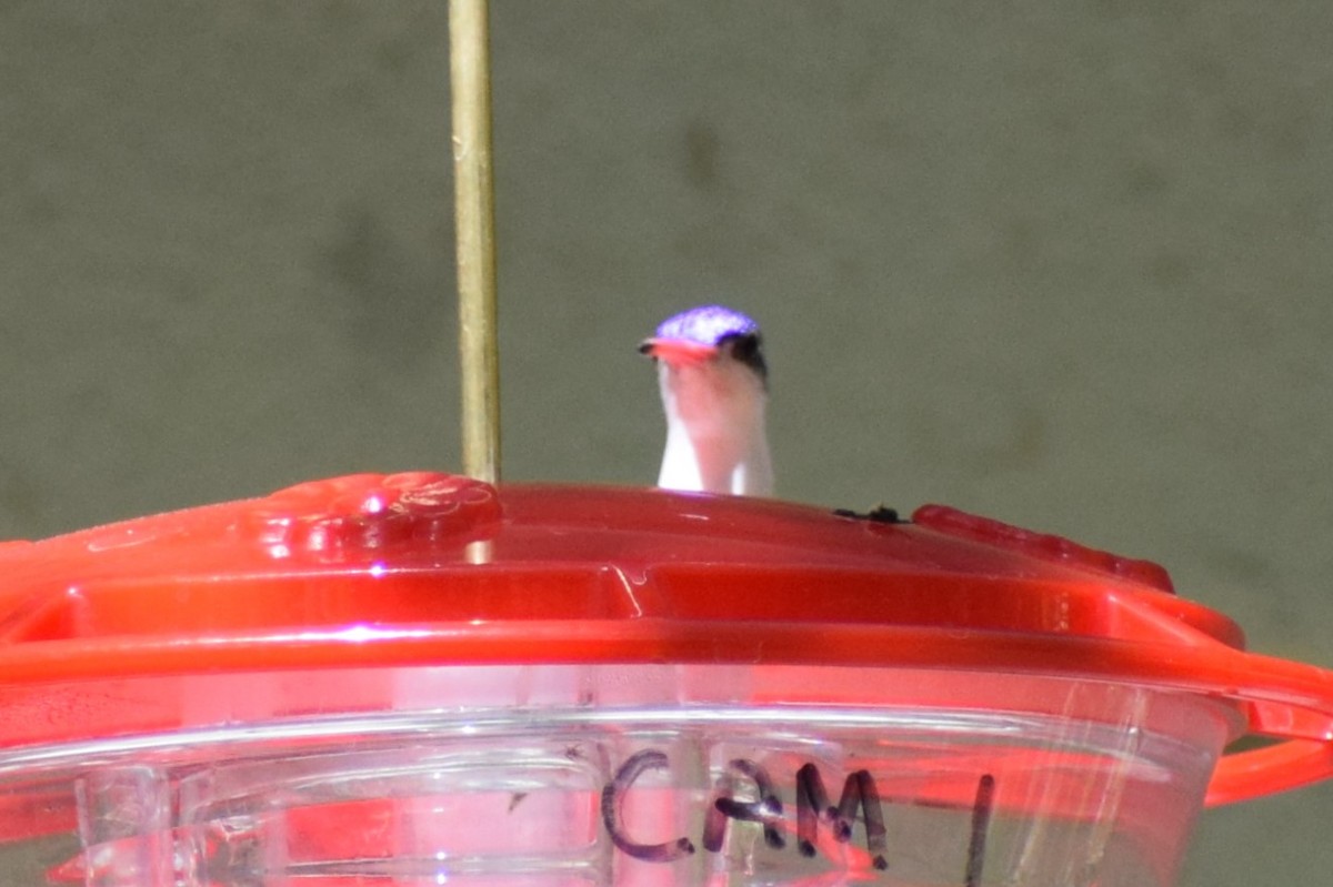 Violet-crowned Hummingbird - ML618390193
