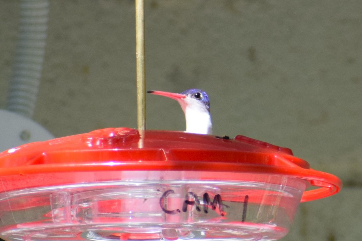 Violet-crowned Hummingbird - ML618390195
