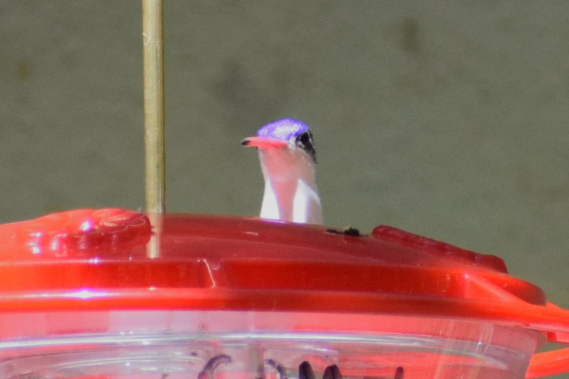 Violet-crowned Hummingbird - ML618390196