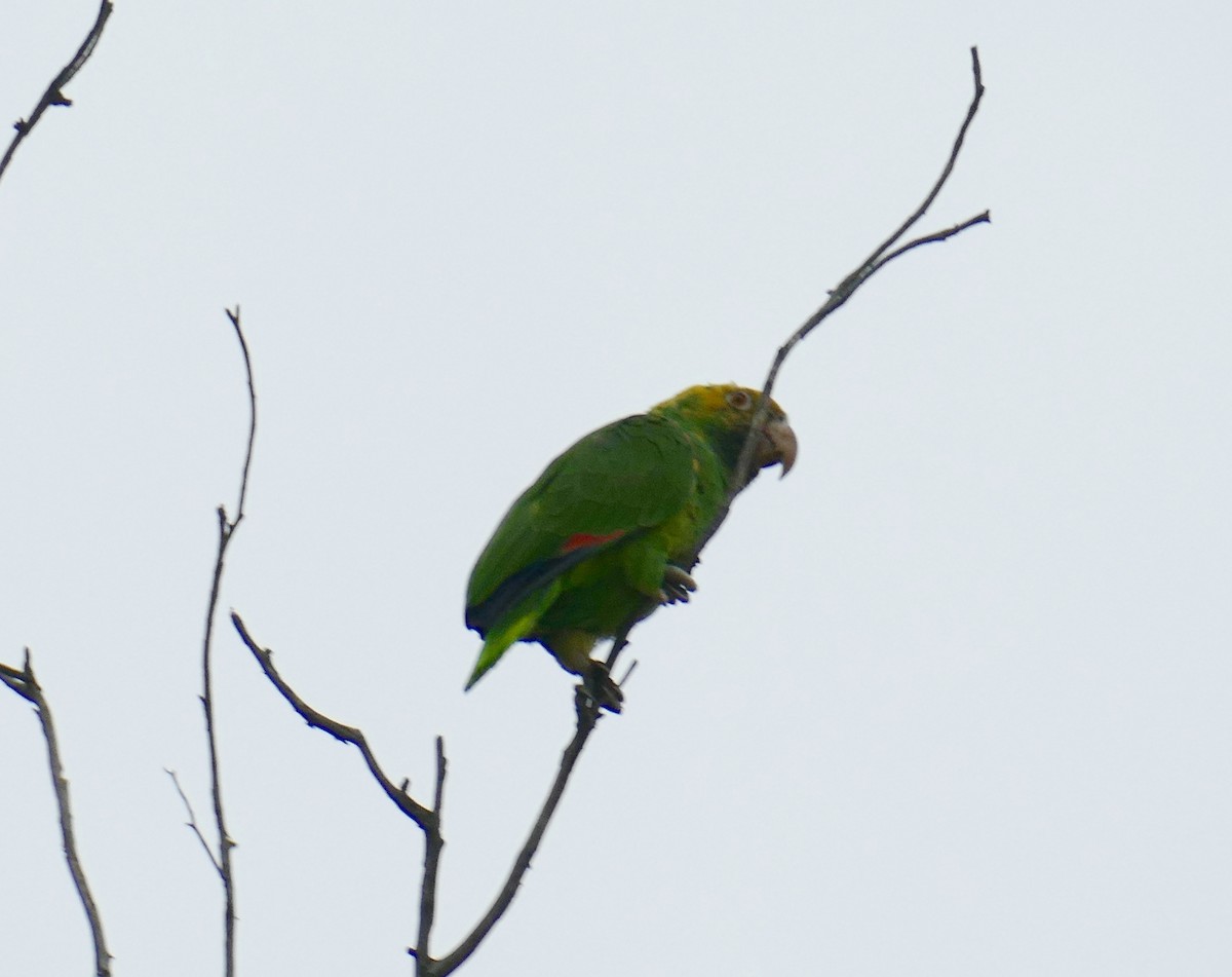 Yellow-headed Parrot - ML618390218