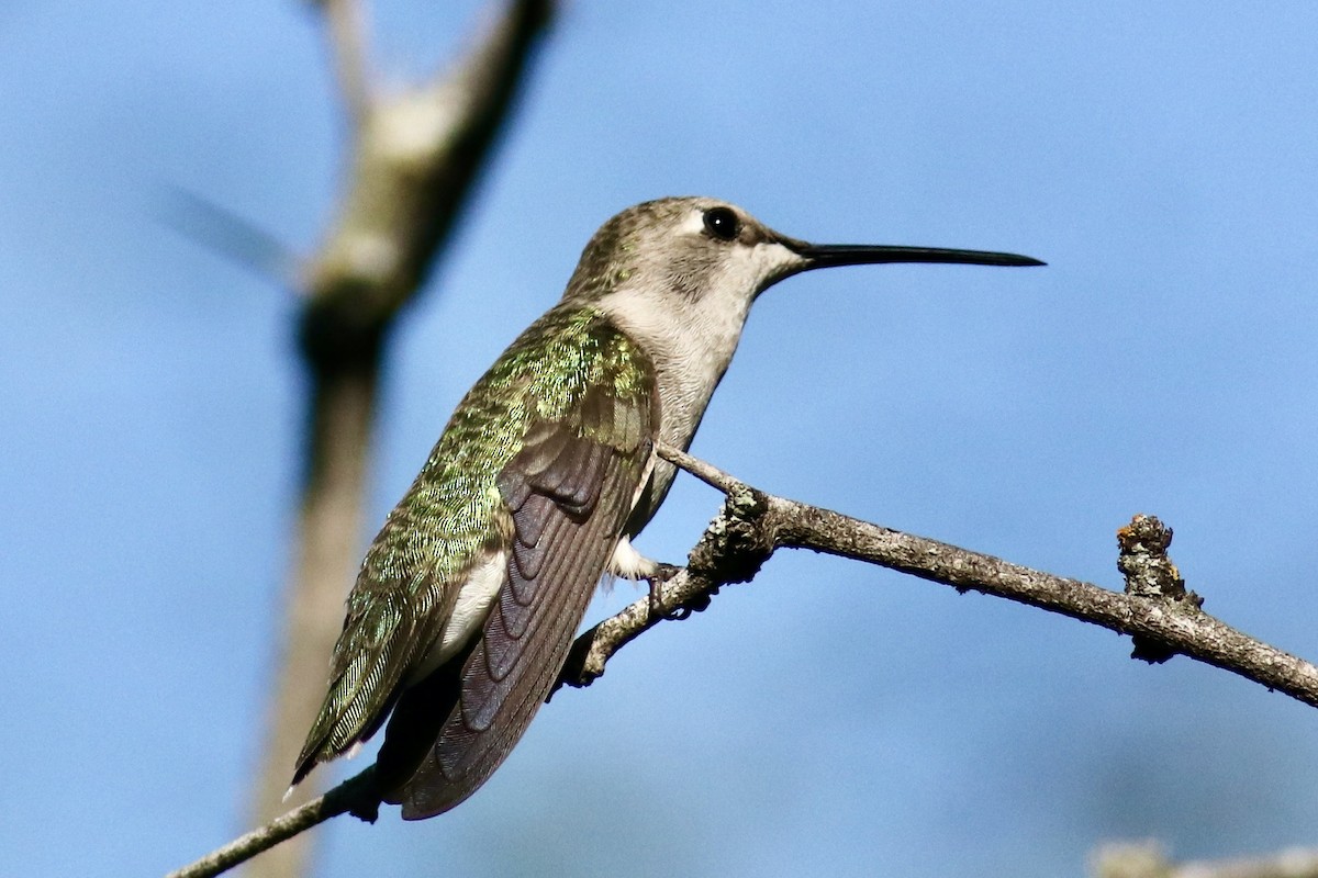Black-chinned Hummingbird - ML618390223