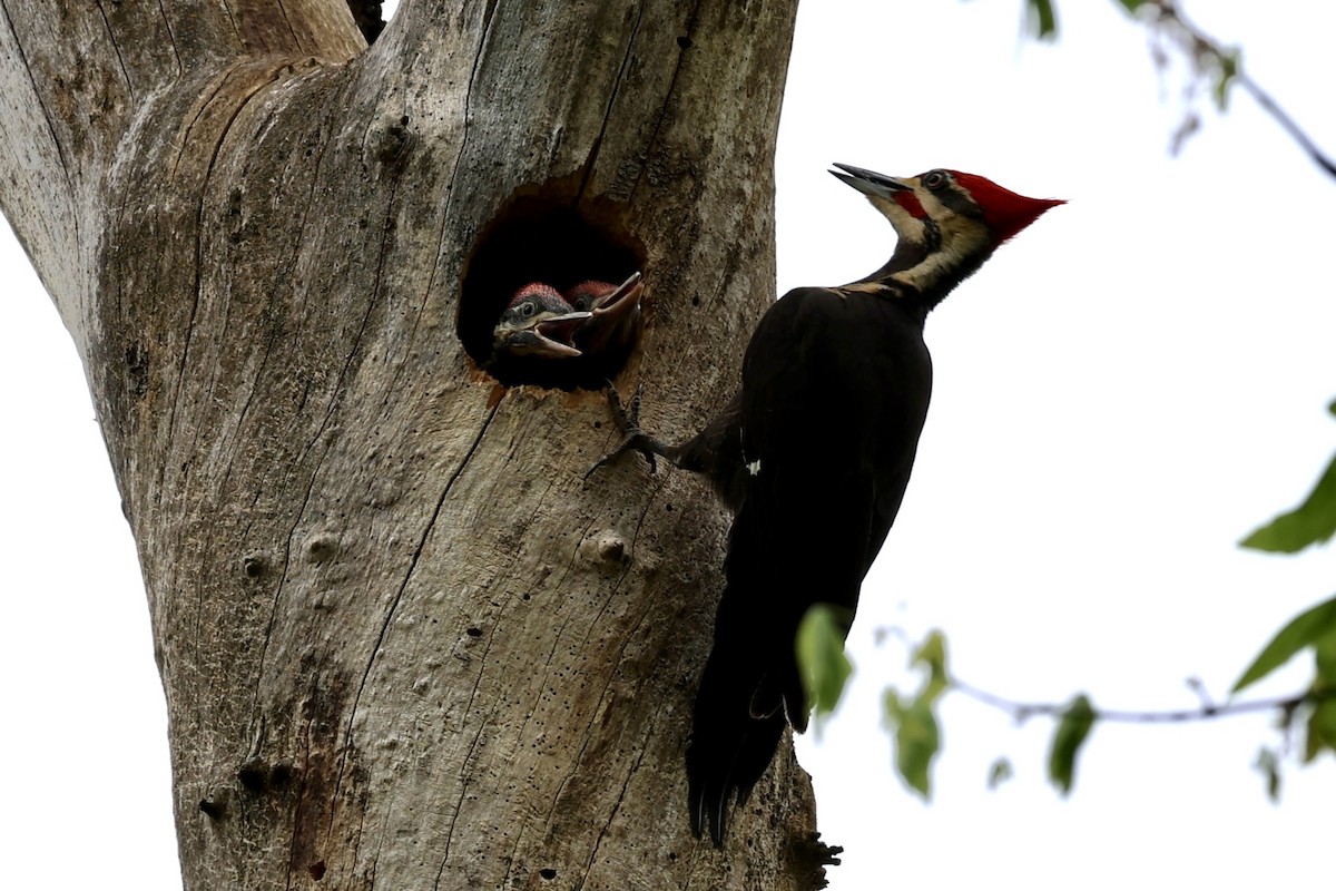 Pileated Woodpecker - ML618390230