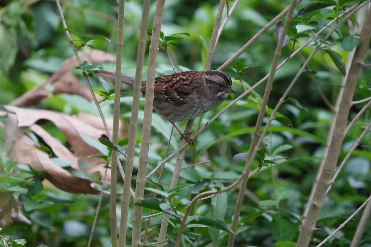 White-throated Sparrow - ML618390236