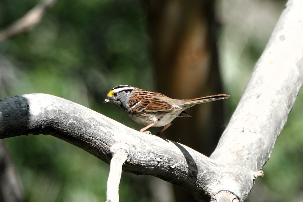 White-throated Sparrow - ML618390300