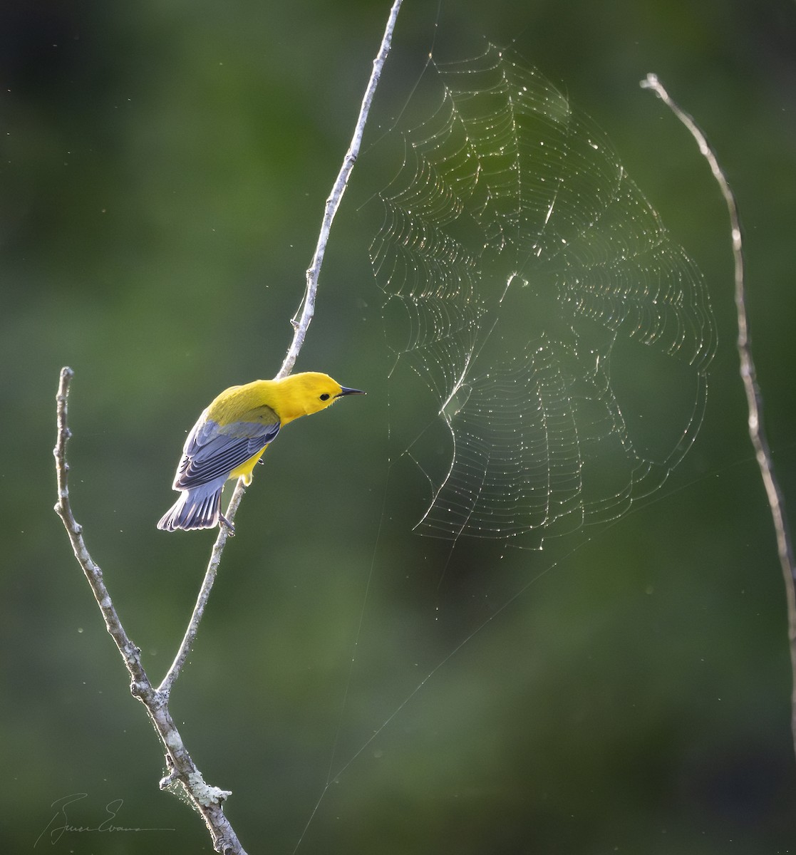 Prothonotary Warbler - ML618390312