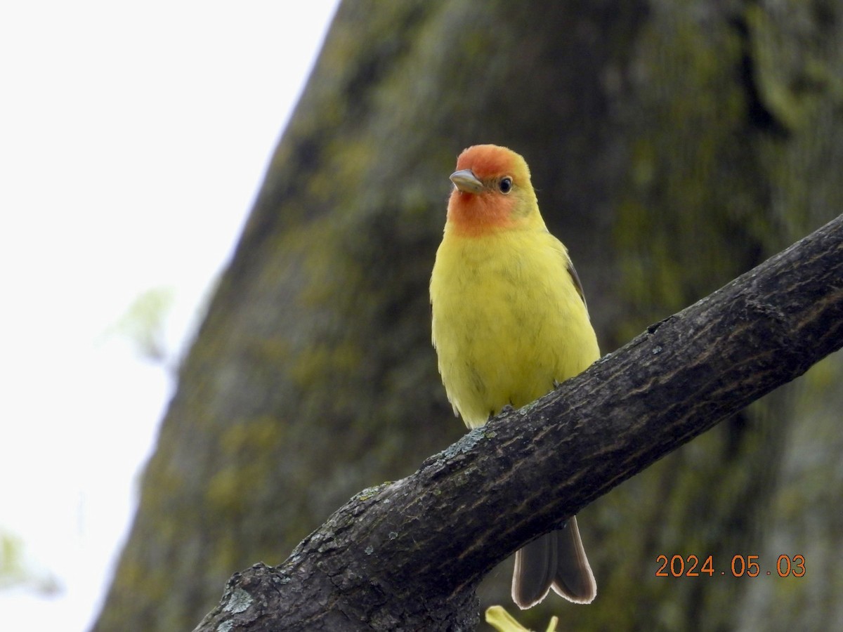 Western Tanager - ML618390331