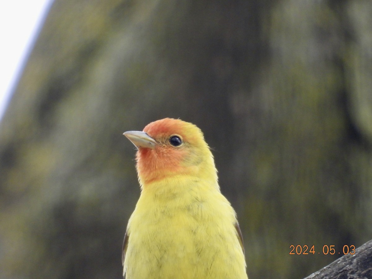 Western Tanager - ML618390332