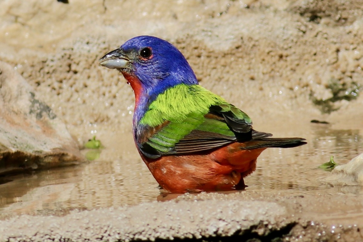 Painted Bunting - ML618390360