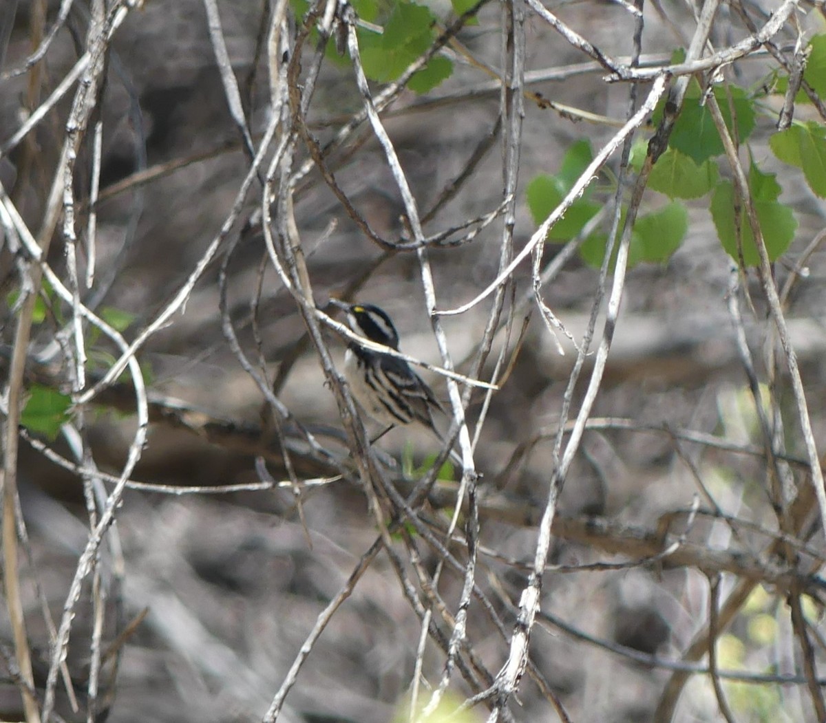 Black-throated Gray Warbler - ML618390422