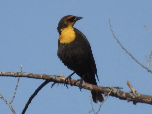 Yellow-headed Blackbird - ML618390428