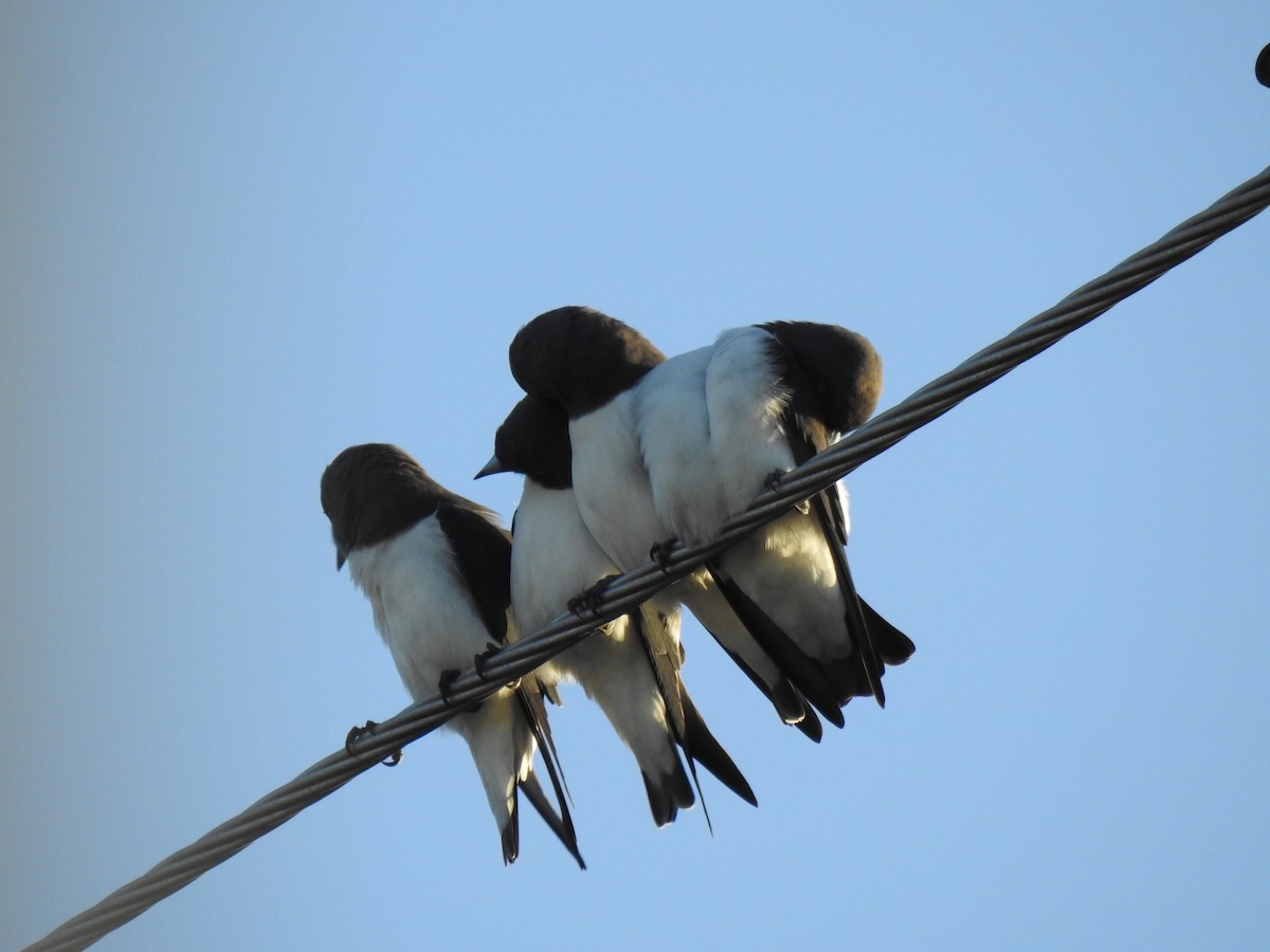 White-breasted Woodswallow - ML618390439