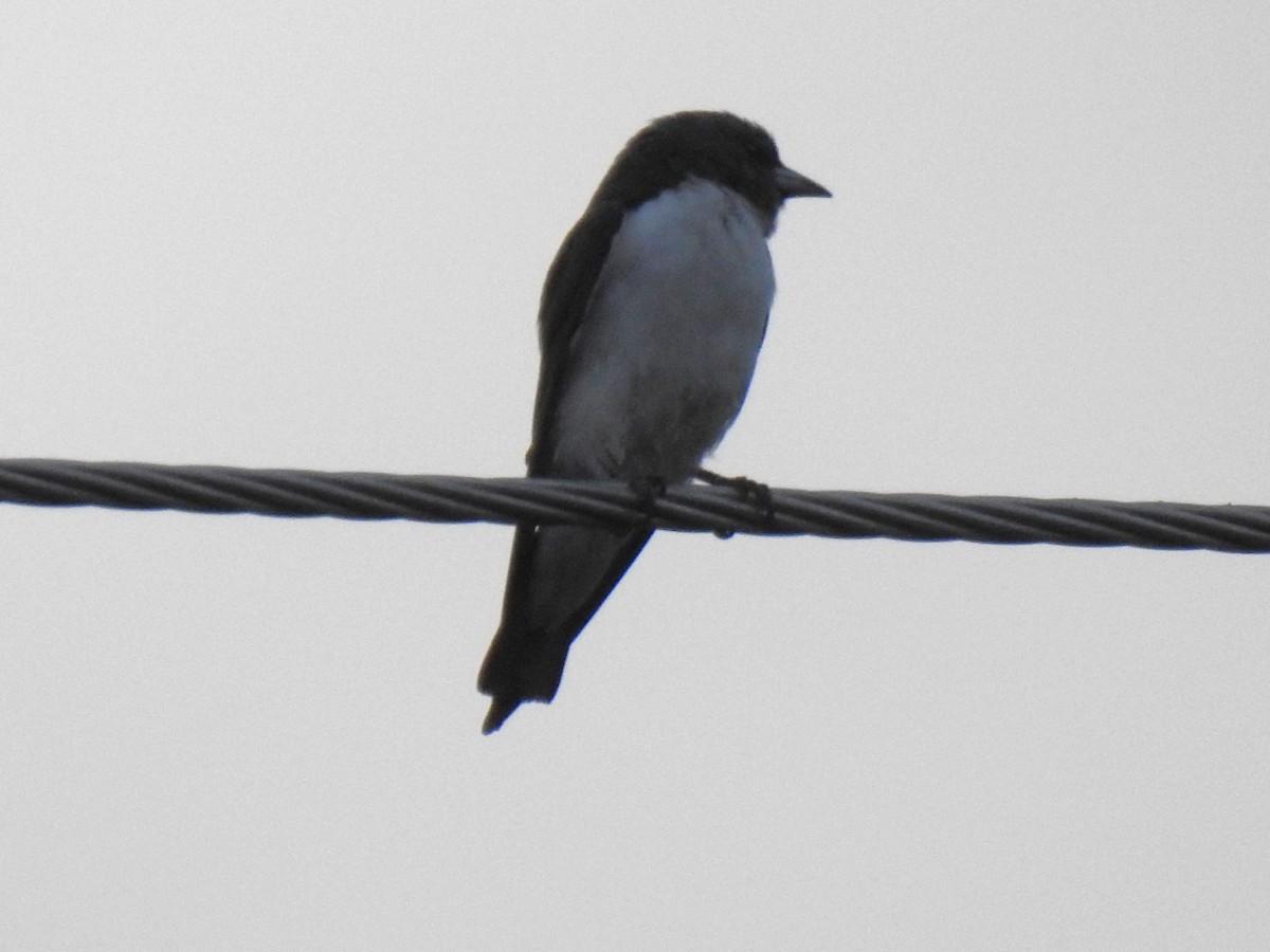 White-breasted Woodswallow - ML618390444